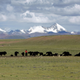 Tibetans graze their yak in the grasslands of the high Tibetan plateau in Tibet.